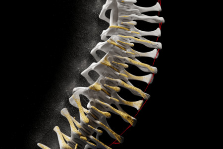 骨质骨骼脊柱设计图片