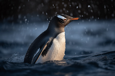 冰上的企鹅背景图片