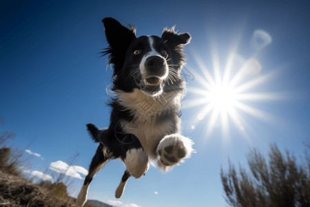 边境牧羊犬在蓝天下图片