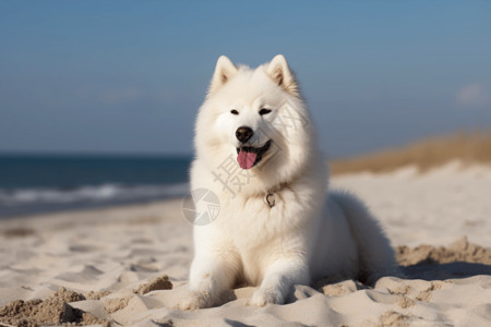 沙滩上的狗图片