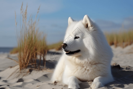 沙滩上的萨摩耶犬图片素材