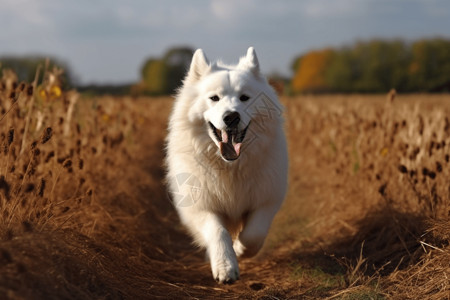 快乐奔跑在田野上的萨摩耶犬高清图片