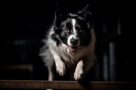 跳跃障碍的牧羊犬背景图片