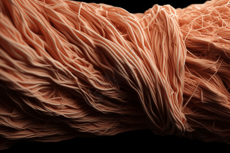 人体肌肉纤维图片