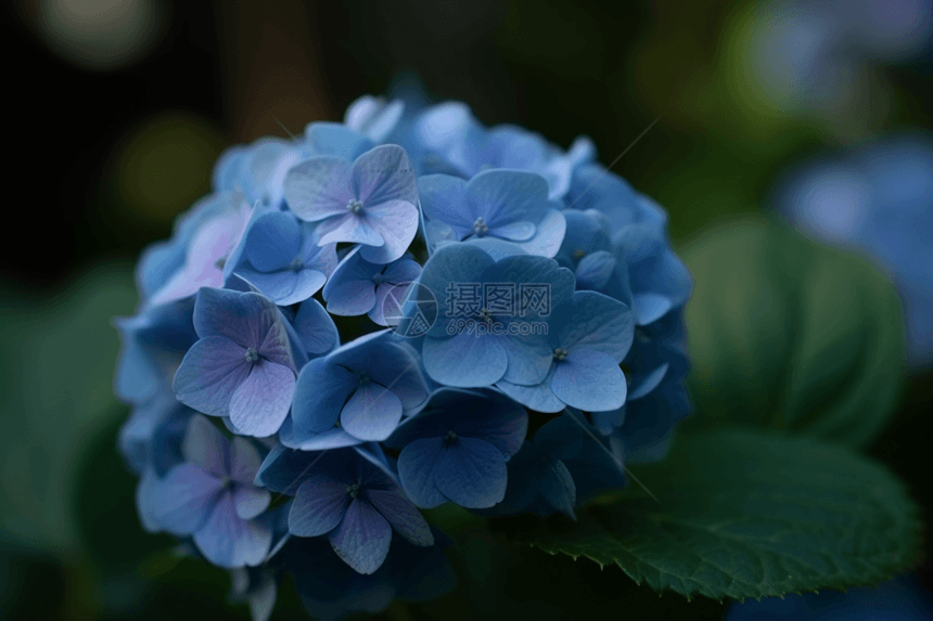 花园里的蓝色绣球花图片