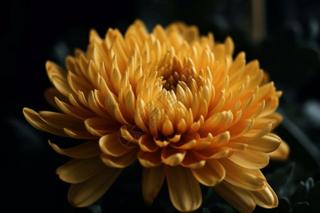 金黄的菊花图片