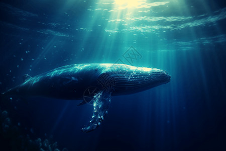 海洋里的鲸鱼图片