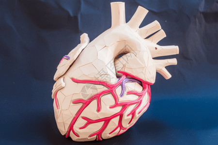 医学心脏剖析背景图片