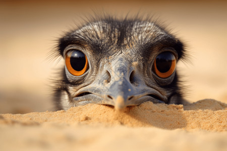 动物头部素材鸵鸟头在沙子里背景