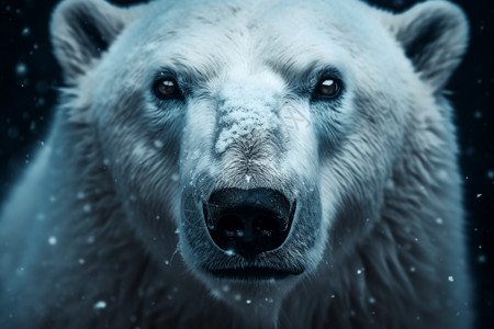 雪地里的熊冰天雪地里的北极熊背景