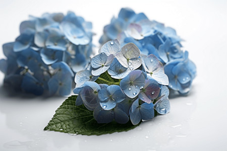 蓝色绣球花背景图片