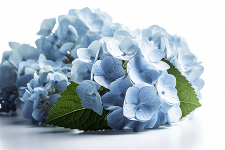 一朵朵蓝色盛开的绣球花高清图片