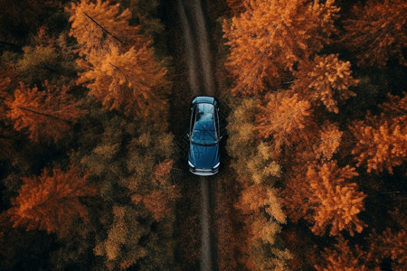 森林道路中的汽车图片