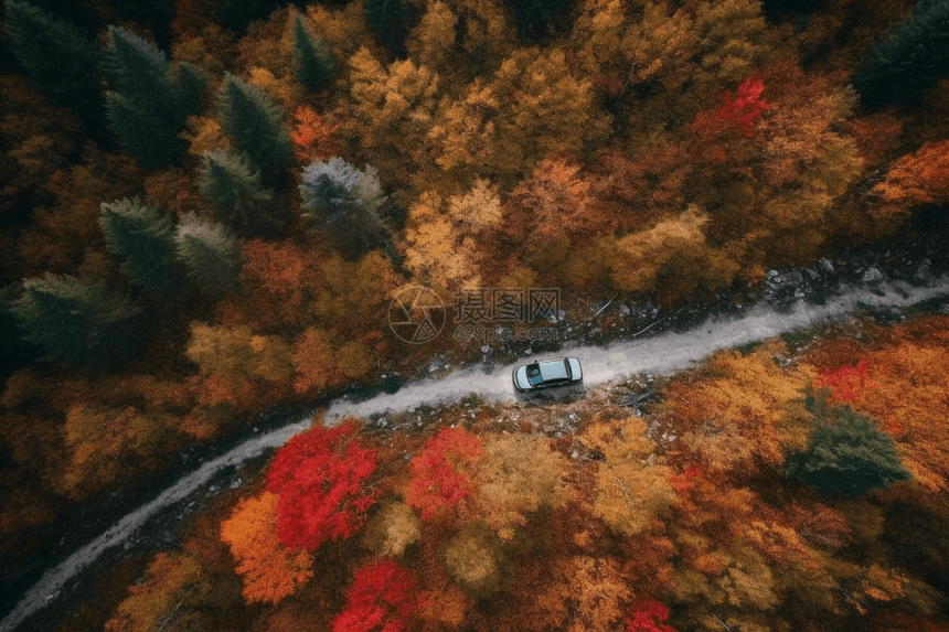 活力的秋叶的树木图片