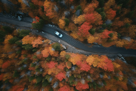 鲜艳秋叶色彩鲜艳的山路背景