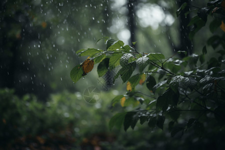 树林下起倾盆大雨高清图片