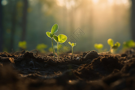 种植植物晨光下的幼小植物设计图片