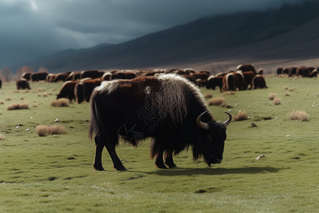 雪山下的牦牛群背景图片