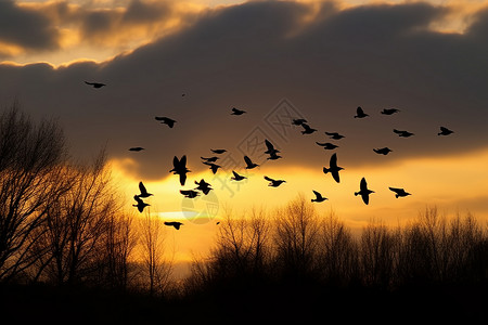 日落时鸟类飞翔的景观图图片