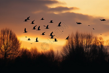 日落天空的飞鸟图片