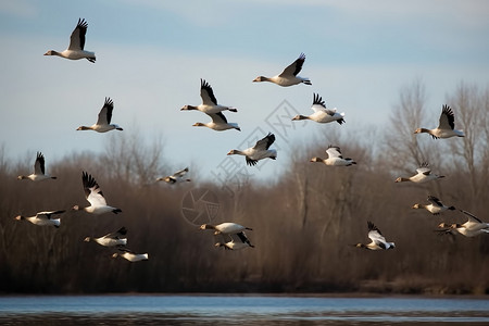 鸟类春季迁徙过程图图片