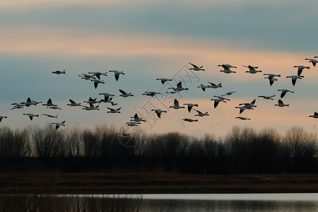 鸟类春季迁徙场景图片