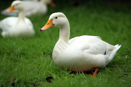 草地上的白鸭图片素材