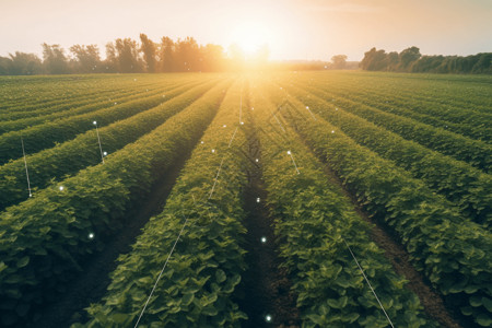 种植土豆人工智能的科技农业设计图片