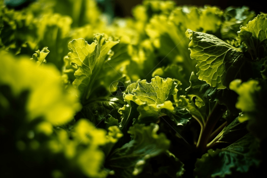 蔬菜种植园特写图片