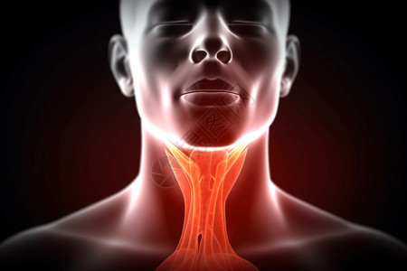 人类喉咙结构背景图片