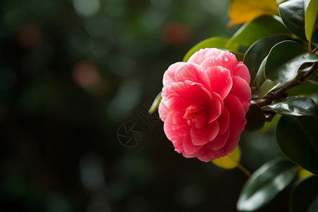 粉色山茶花图片