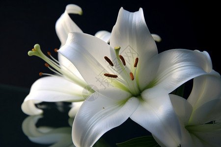 花朵白百合图片