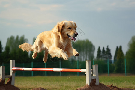 纯种金毛猎犬背景图片