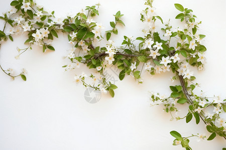 淡雅小清新墙壁上的白色小花背景