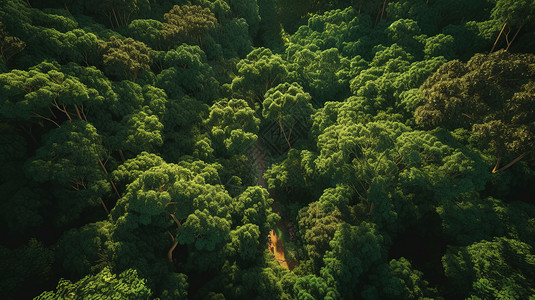 大树组成的绿色森林图片
