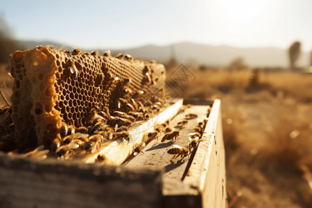 自然养蜜蜂蜂巢技术高清图片