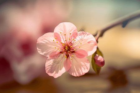 樱花树枝花瓣特写镜头图片