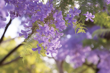 紫色喇叭花大自然的喇叭花背景