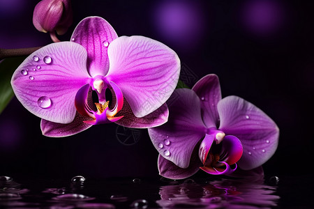 新鲜的紫色兰花背景图片
