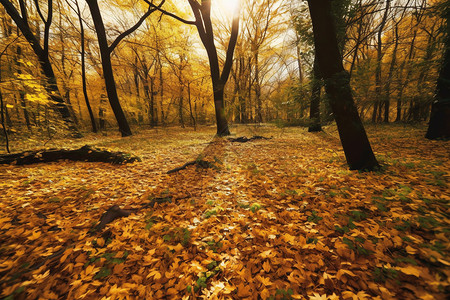 秋天的落叶覆盖森林地面图片
