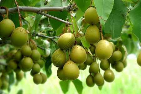 果实丰硕的猕猴桃树图片