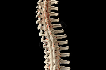 人体脊柱骨架结构背景图片