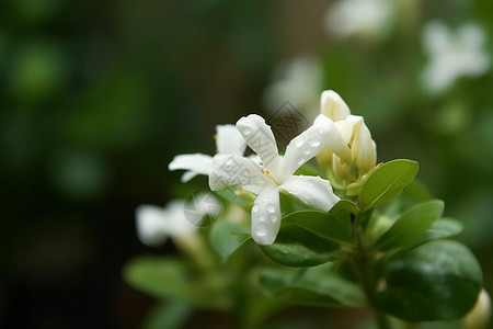 茉莉花的特写镜头背景图片