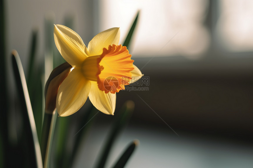 黄色水仙花的特写图片