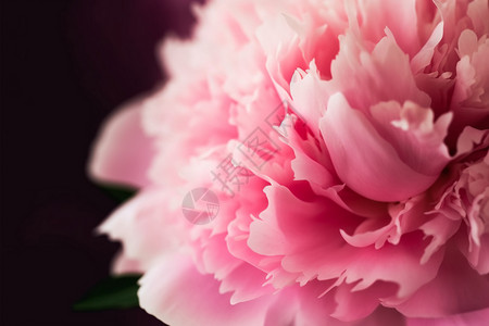 粉红色牡丹花背景背景图片