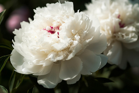 白牡丹的层层花蕊特写图片