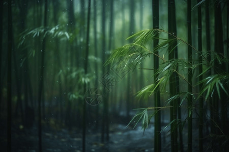 雨中出行中国风雨中竹林背景