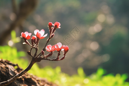 春天盛开的樱花背景图片