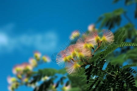含羞草合欢花背景图片