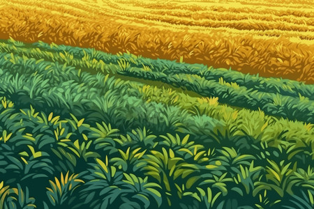 绿色的玉米地玉米地的鸟瞰图插画